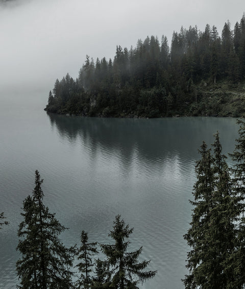 Stille Waldlandschaft im Schwarzwald. Vitamincut engagiert sich für nachhaltige Ressourcenschonung und regionale Produktion von Vitaminen in Deutschland zur CO₂-Reduktion.